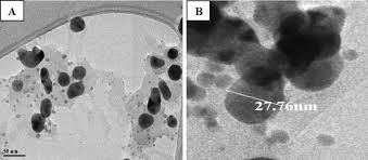 Image result for Ixora brachypoda