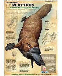 The weird but merry smile of. Pin By Conrad V On Animales Platypus Australia Animals Mammals