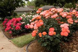 Rose Care A Beginner S Guide To Growing Roses Ten Essential Steps For Ensuring Beautiful Blooms Year After Year Growing Roses Rose Care Rose Garden Design