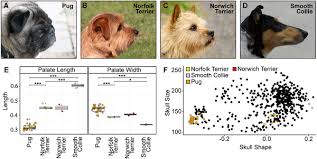 The norwich is a rare and. Plos Genetics An Adamts3 Missense Variant Is Associated With Norwich Terrier Upper Airway Syndrome
