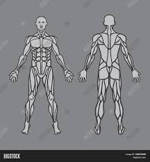 The anterior leg compartment muscles charts and posters. Anatomy Male Muscular Vector Photo Free Trial Bigstock