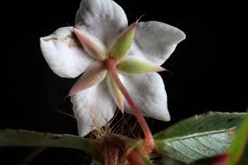 Image result for Sauvagesia erecta