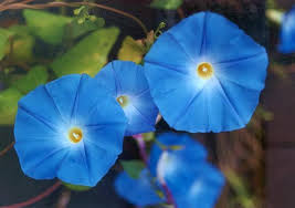 Though they should be removed at the end of the growing season, annual vines like morning glory, moonflower, sweet pea, and climbing nasturtium all work well with wooden fences. How To Grow Morning Glories Dengarden