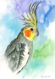 Cockatiel By Lucieon Parrots Art Bird Watercolor Paintings Bird Drawings