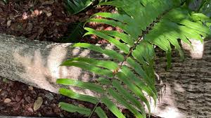 Image result for Nephrolepis biserrata