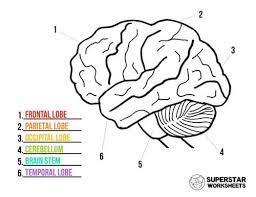 To color code, have students ch. Coloring Pages Human Brain Coloring Worksheet