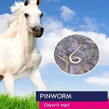 Image result for Pinworm Test
