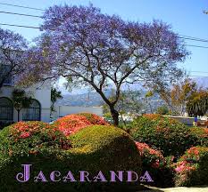 Maybe you would like to learn more about one of these? Cartas What Blooms In Santa Barbara
