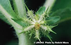 Image result for Acanthospermum hispidum