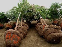 Balled And Burlapped Transplanting This Method Of Transplanting Requires Leaving A Ball Of Soil Surrounding The Trees R Tree Roots Deciduous Trees Fruit Trees