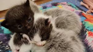 Dürfen vermieter katzen in der wohnung immer. In Verlassener Wohnung Zuruckgelassen Katze Und Kitten Gerade Noch Rechtzeitig Gerettet