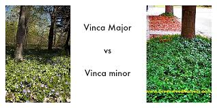 Minor keys/melodies sound different than major keys/melodies. Vinca Minor Vs Vinca Major Greenwood Nursery