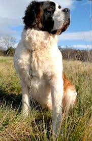 liveyourdreams adli kullanicinin st bernard panosundaki pin kopek