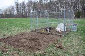 Homesteading At Redtail Ridge Happy Growing Pigs Raising Farm Animals Pig Farming Pet Pigs