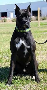 I Have Never Seen One Almost Completely Black Before Beautiful Reverse Brindle Boxer Boxer Dog Breed Brindle Boxer Boxer Dogs