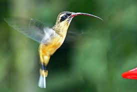 A new record of calassomys apicalis (rodentia, cricetidae) in the espinhaço mountain range, brazil. Rabo Branco Definition And Synonyms Of Rabo Branco In The Portuguese Dictionary