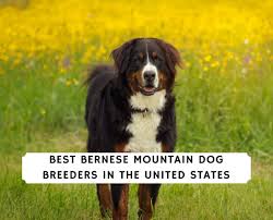 Find the right furry companion. 7 Best Bernese Mountain Dog Breeders 2021 We Love Doodles