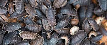 Those are colorado potato beetle larvae. How To Identify And Control Common Lawn Garden Pests