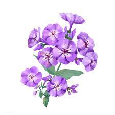 Download Premium Vector Of Hand Drawn Purple Phlox Flower Illustration Flower Illustration Phlox Flowers Purple Flowers