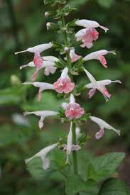 Salvia Flora Flowers Beautiful Flowers Love Flowers