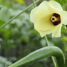 1600 x 1067 jpeg 122kb. Lady Finger Plant Okra Care For A Rich Harvest Plantophiles