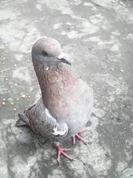 This bird can imitate the human voice. Burung Merpati Photos Facebook