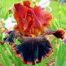 50pcs Bag Mixed Color Iris Flower Seeds Rare Flower Seeds Bearded Iris Seeds Nature Plants Orchid Flower Diy For Gard Seltene Blumen Blumen Pflanzen Taglilien