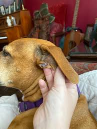 Image result for mold in the ear dog