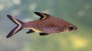 Ikan hias discus ini termasuk dalam famili cichlidae, dan ikan ini berasal dari brasil, lebih tepatnya yakni sungai amazon. 13 Ikan Hias Air Tawar Yang Tidak Gampang Mati No 5 Paling Langka