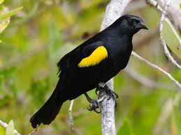 Black Bird With Orange And Yellow Wings Yellow Shouldered Blackbird Agelaius Xanthomus By Mike Morel Cores