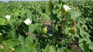 ਚਿੱਟੇ ਸੋਨੇ' ਤੇ 'ਗੁਲਾਬੀ ਸੁੰਡੀ' ਦਾ ਹਮਲਾ, ਵਧੀਕ ਡਾਇਰੈਕਟਰ ਨੇ ਕੀਤਾ ਖੇਤਾਂ ਦਾ ਦੌਰਾ