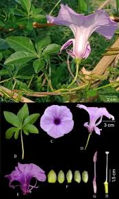 Image result for Ipomoea cairica