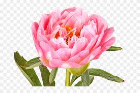 Pink peony wallpaper wedding flowers love flowers amazing flowers art flowers we provide you with a pink phone background by color. Pink Peony Flower Coronas Florales Para Baby Shower Nino Hd Png Download 676x480 2314739 Pngfind