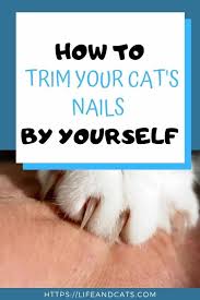 Cats that are outdoors more or use their scratching post regularly may need less frequent trims. Tips For Trimming A Wiggly Cat S Claws By Yourself Life Cats