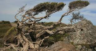 It is also the windiest region in the united states. 3s11tysmoro4nm