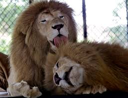 It is our dream that one day there will. Virus Killing Big Cats At Wildlife Sanctuary In Texas Albuquerque Journal