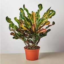 If a croton is getting too little light, its 'petra' is a popular cultivar. Croton Guide How To Take Care Of A Croton Plant