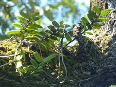 Image result for Calyptrochilum