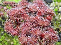 Image result for Drosera pilosa