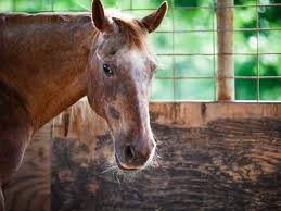 Old Friends: Queen's Plate Winner Victor Cooley Passes At Age 29