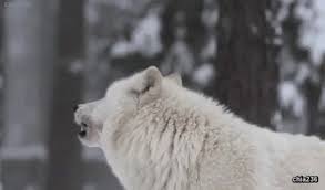 Share the best gifs now >>>. Pin By Iulia Graziela On Anime Wolf Howling Wolf Polar Bear