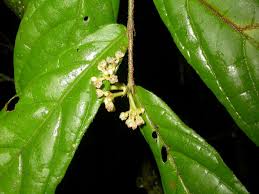 Image result for Dichapetalum