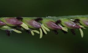 Image result for Urochloa arrecta