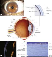 Image result for Sclera