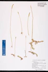 Image result for Lycopodiella caroliniana