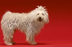Image result for Komondor