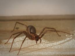 In the following hours, more severe signs what happens if a dog gets bit by a centipede? Brown Recluse Spider Bite Appearance Symptoms And Home Treatments