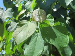 Image result for Cercis
