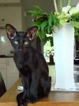 Is there such thing as a Black Siamese Cat?-Kittentoob