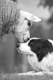 G am and some man live his life f c for profits alone g am that very same man f c he lives his life all alone g am and the road to life f c yes it goes up and down g am doesn't really matter f c as long as the music goes on g am hey mister collie man. 900 Black White Ideas In 2021 Black And White Black And White Photography Photography